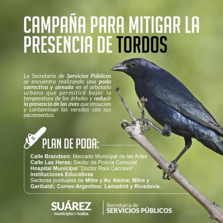 ¡Comenzó la poda correctiva y aireada en el arbolado urbano!