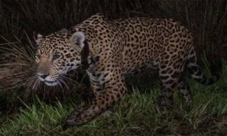 Histórica liberación de un nuevo ejemplar de yaguareté en el parque nacional Iberá
